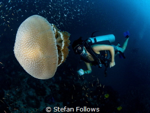 JellyMan

Jellyfish - Thysanostoma thysanura

Sail Ro... by Stefan Follows 